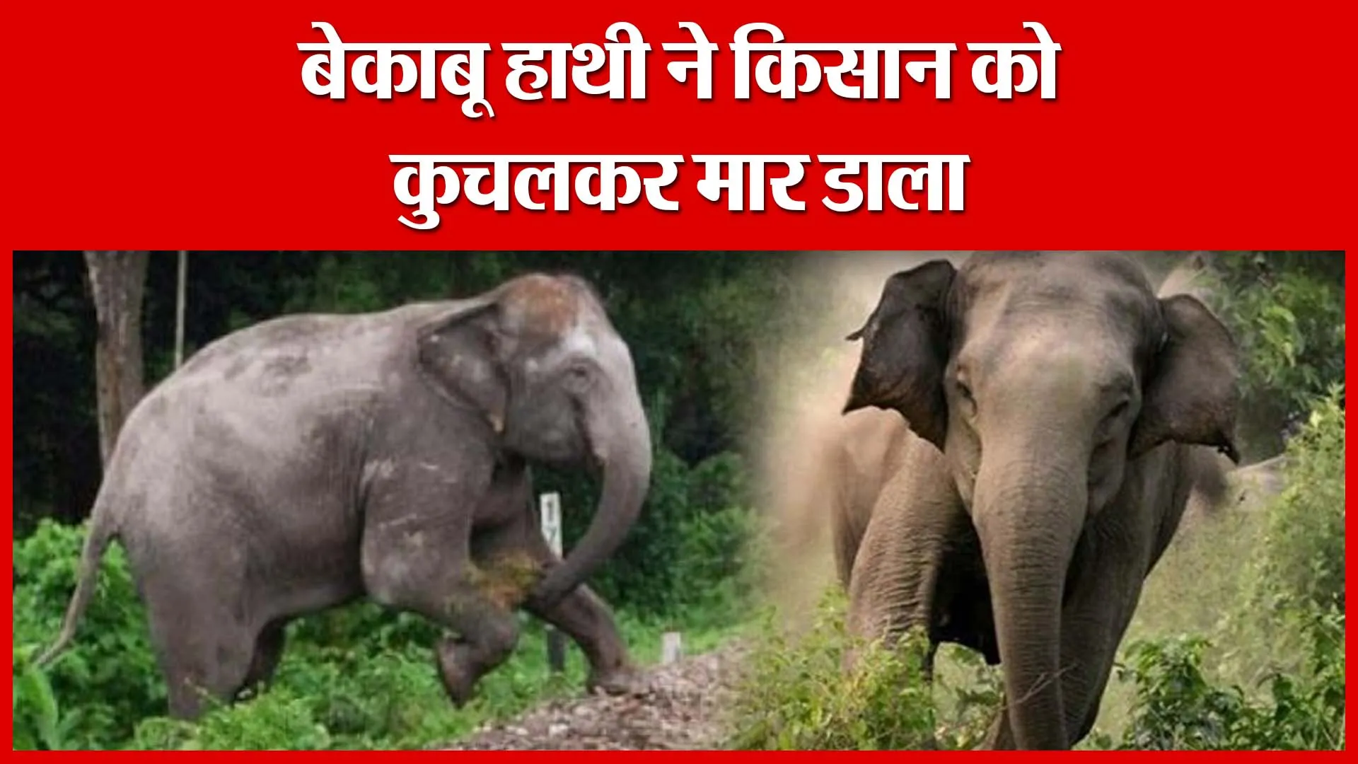 Bijnor: बेकाबू हाथी ने किसान को कुचलकर मार डाला | Amritvichar