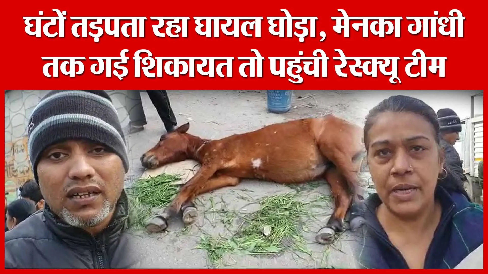 Moradabad: घंटों तड़पता रहा घायल घोड़ा, मेनका गांधी तक गई शिकायत तो पहुंची रेस्क्यू टीम | Amritvichar