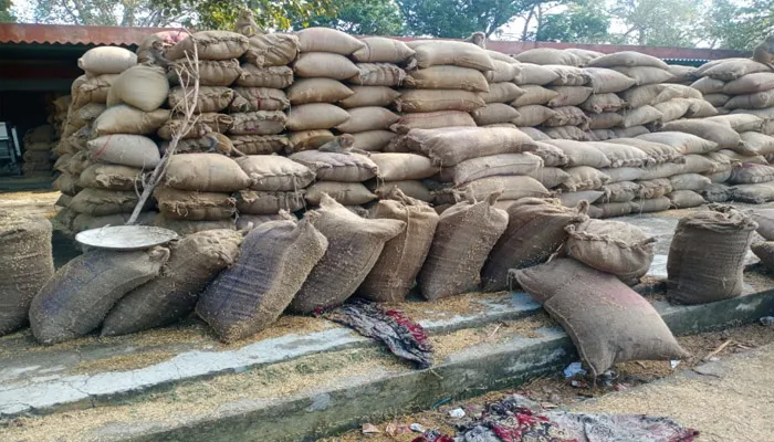बरेली: मौसम विभाग की चेतावनी पर भी नहीं ध्यान, भीग गया हजारों क्विंटल धान