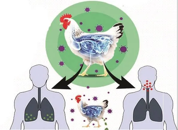 मुरादाबाद: टीम अलर्ट, बाड़ों में पक्षी की हो रही निगरानी