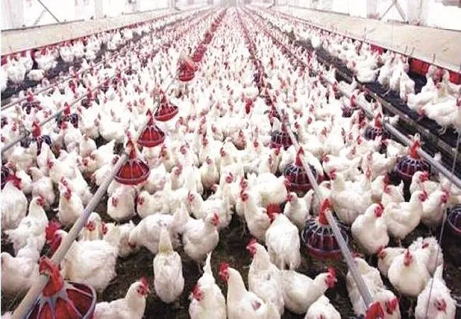 मुरादाबाद: बर्ड फ्लू को लेकर बढ़ी सतर्कता, भेजे स्वैब के 20 नमूने