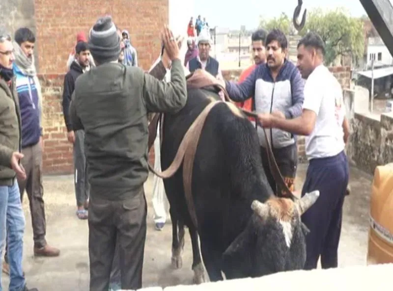 …जब तीसरी मंजिल पर चढ़ गया सांड, फिर हुआ कुछ ऐसा