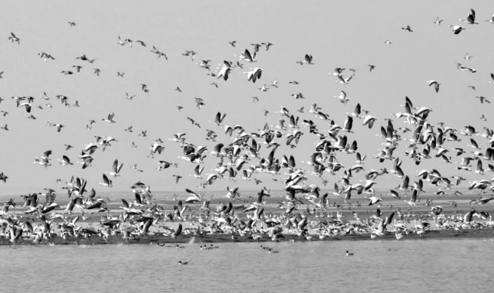 परिंदों पर कहर बनकर टूटूा बर्ड फ्लू, पौंग डैम में अब तक 4,324 प्रवासी पक्षियों की मौत