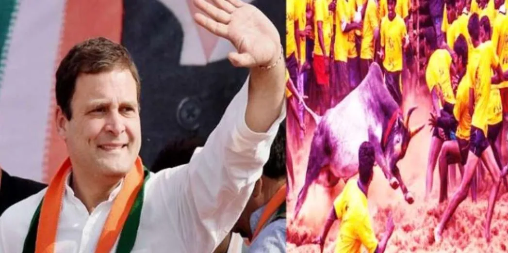 तमिलनाडु पहुंचे राहुल गांधी, जल्लीकट्टू देख कही ये बात…