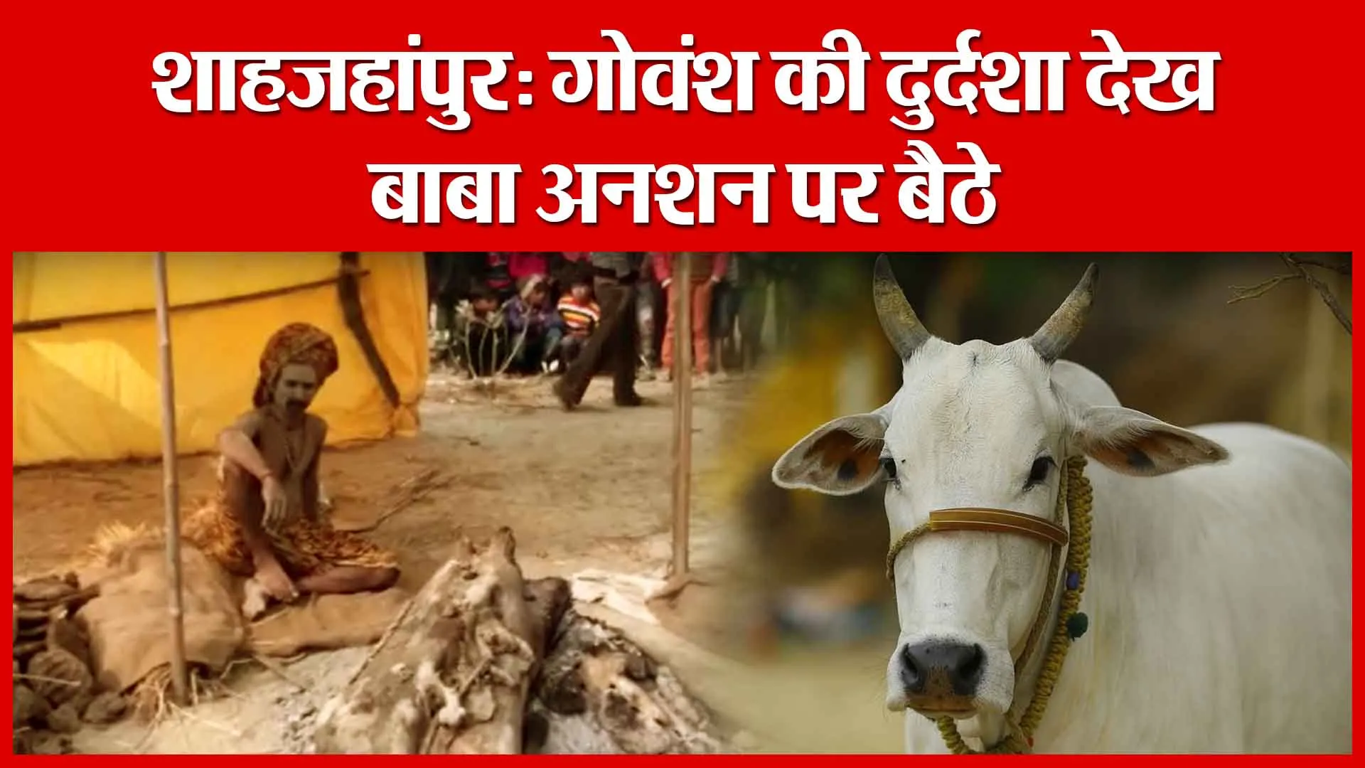 Shahjahanpur: गोवंश की दुर्दशा देख बाबा अनशन पर बैठे | Amritvichar