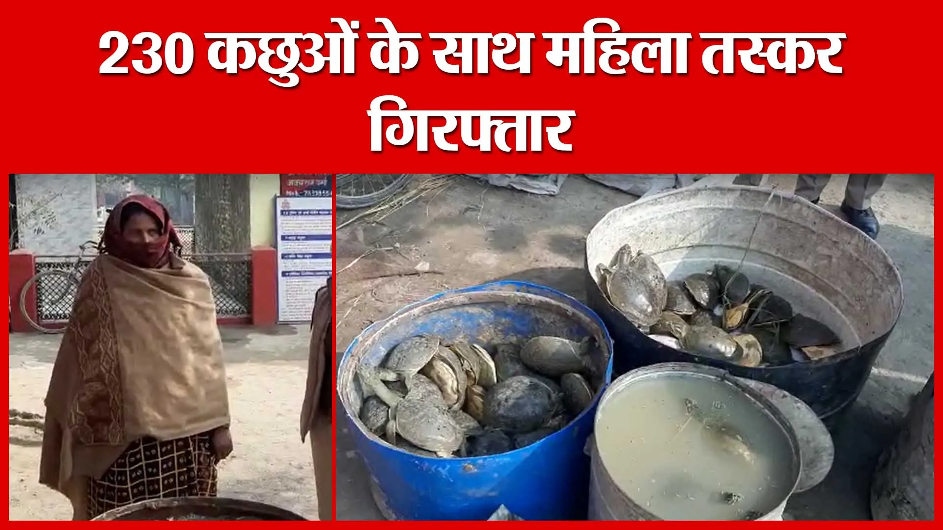 Unnao: 230 कछुओं के साथ महिला तस्कर गिरफ्तार | Amritvichar