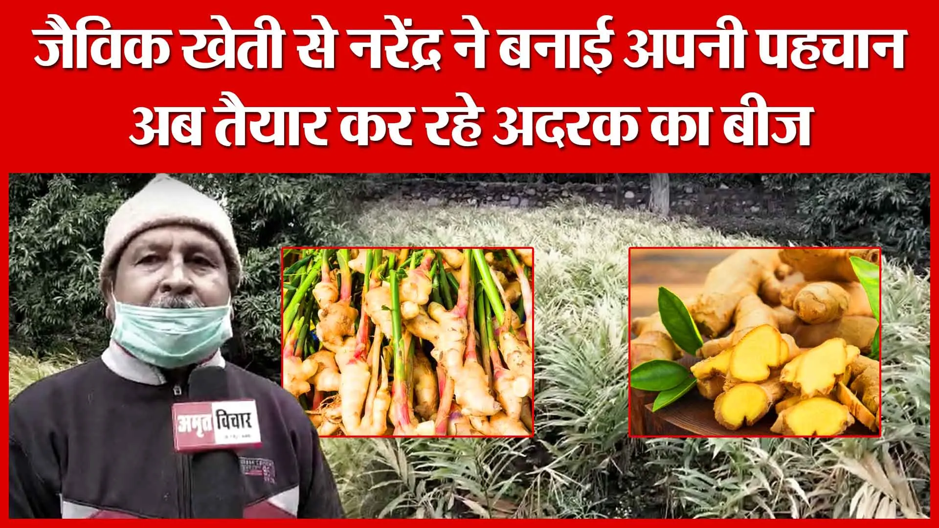Haldwani: जैविक खेती से नरेंद्र ने बनाई अपनी पहचान, अब तैयार कर रहे अदरक का बीज | Amritvichar