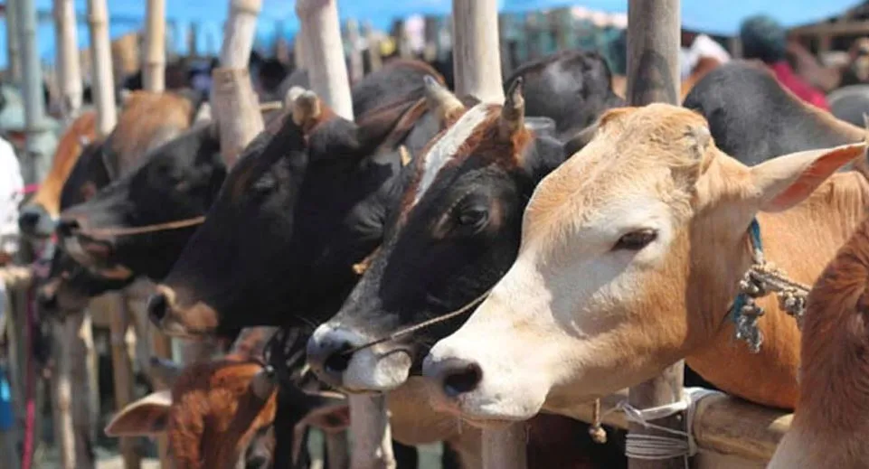 बरेली: ठंड में दुधारू पशुओं पर नहीं ध्यान तो हो जाएंगे परेशान