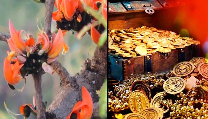 इस दैवीय वृक्ष के नीचे गड़ा होता है खजाना! खतरे में ये दुर्लभ पलाश का पेड़