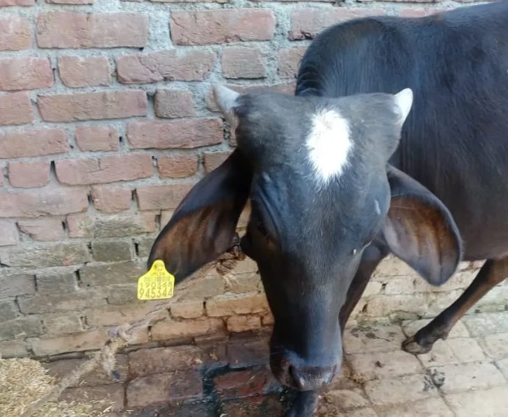 बरेली: ‘कान में टैग पड़ा तो सरकारी हो जाएगा हमारा पशु’