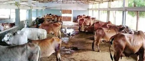 हल्द्वानी: 31 मई तक तीन लाख पशुओं का होगा कृत्रिम गर्भाधान