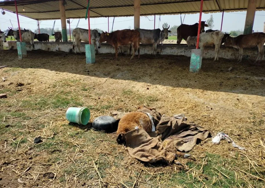 अमेठी: गोशाला में मृत मिला बछड़ा, देखरेख करने वालों ने कहा- दो दिन से नहीं मिला पशुओं को खाना