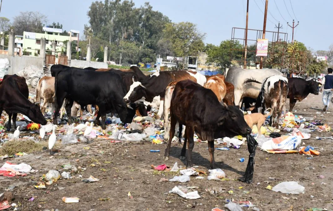 बरेली: कागजों में प्रतिबंध, सड़कों पर घूम रहे पशु