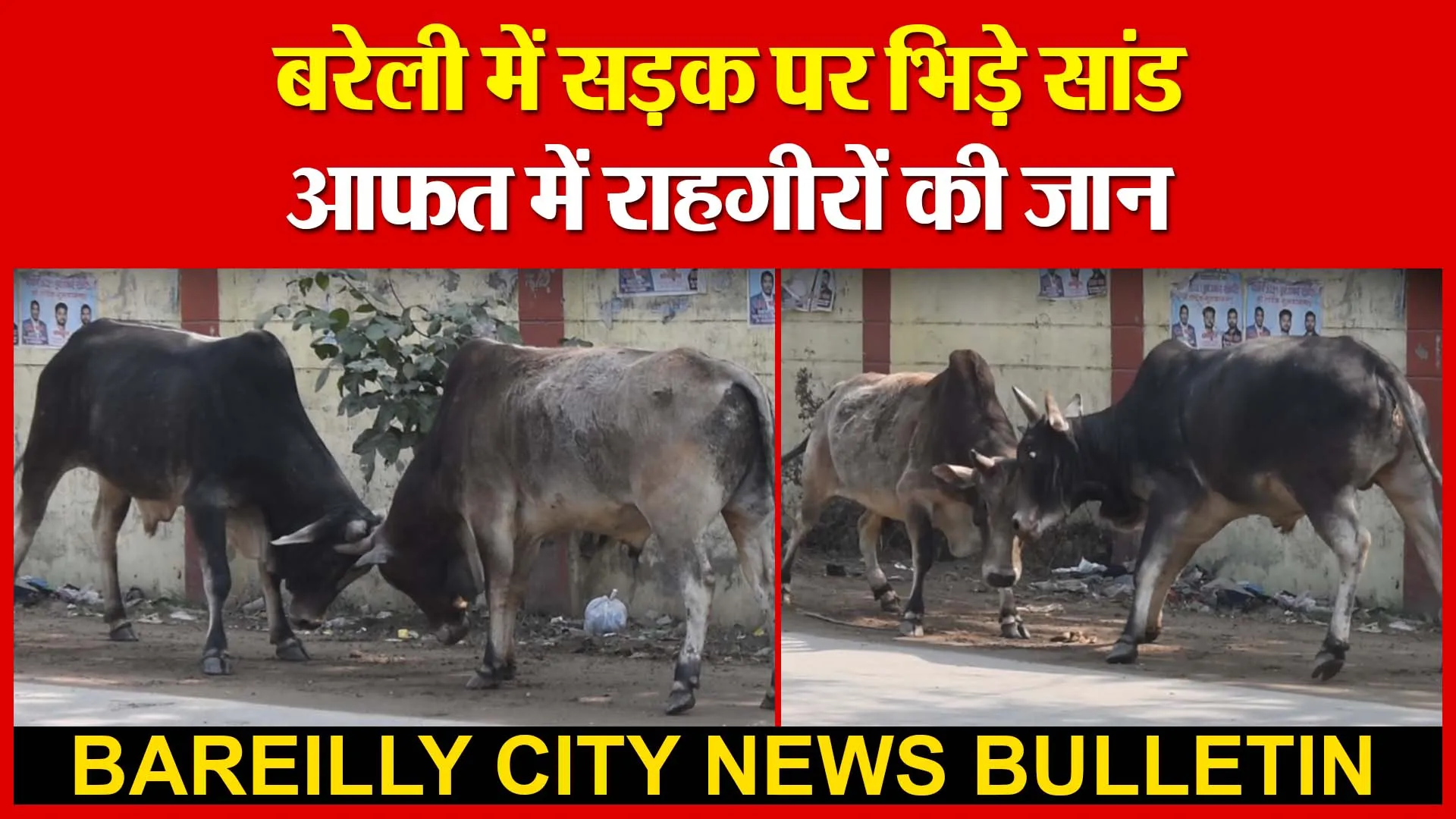 बरेली में सड़क पर भिड़े सांड, आफत में राहगीरों की जान | Amritvichar