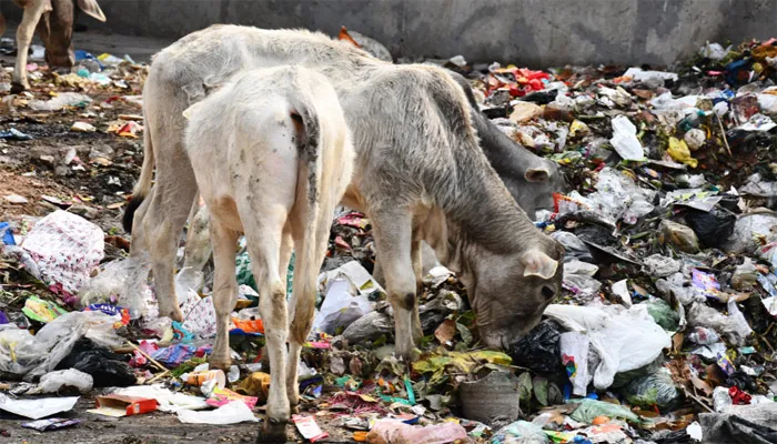 बरेली: एक तरफ प्रतियोगिता तो दूसरी तरफ पॉलीथिन खा रहीं गाय