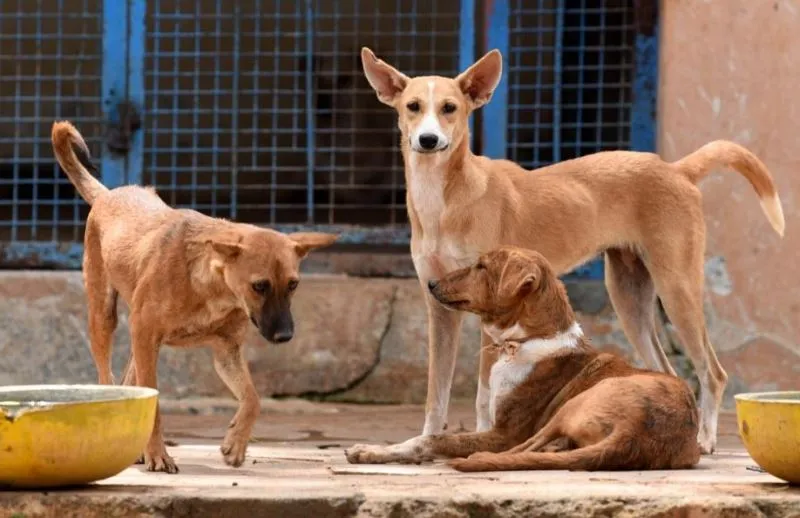 कुत्तों को खाना खिलाने का विवाद पहुंचा कोर्ट, जानिए…फिर अदालत ने क्या कहा?