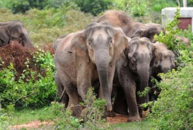 जंगली हाथियों ने तीन लोगों को कुचलकर उतारा मौत के घाट