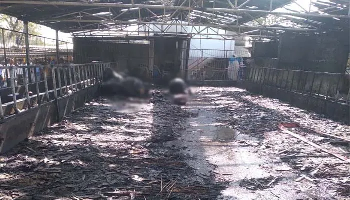 बाराबंकी: गौशाला में आग लगने से चार मवेशियों की मौत, दर्जनों झुलसे