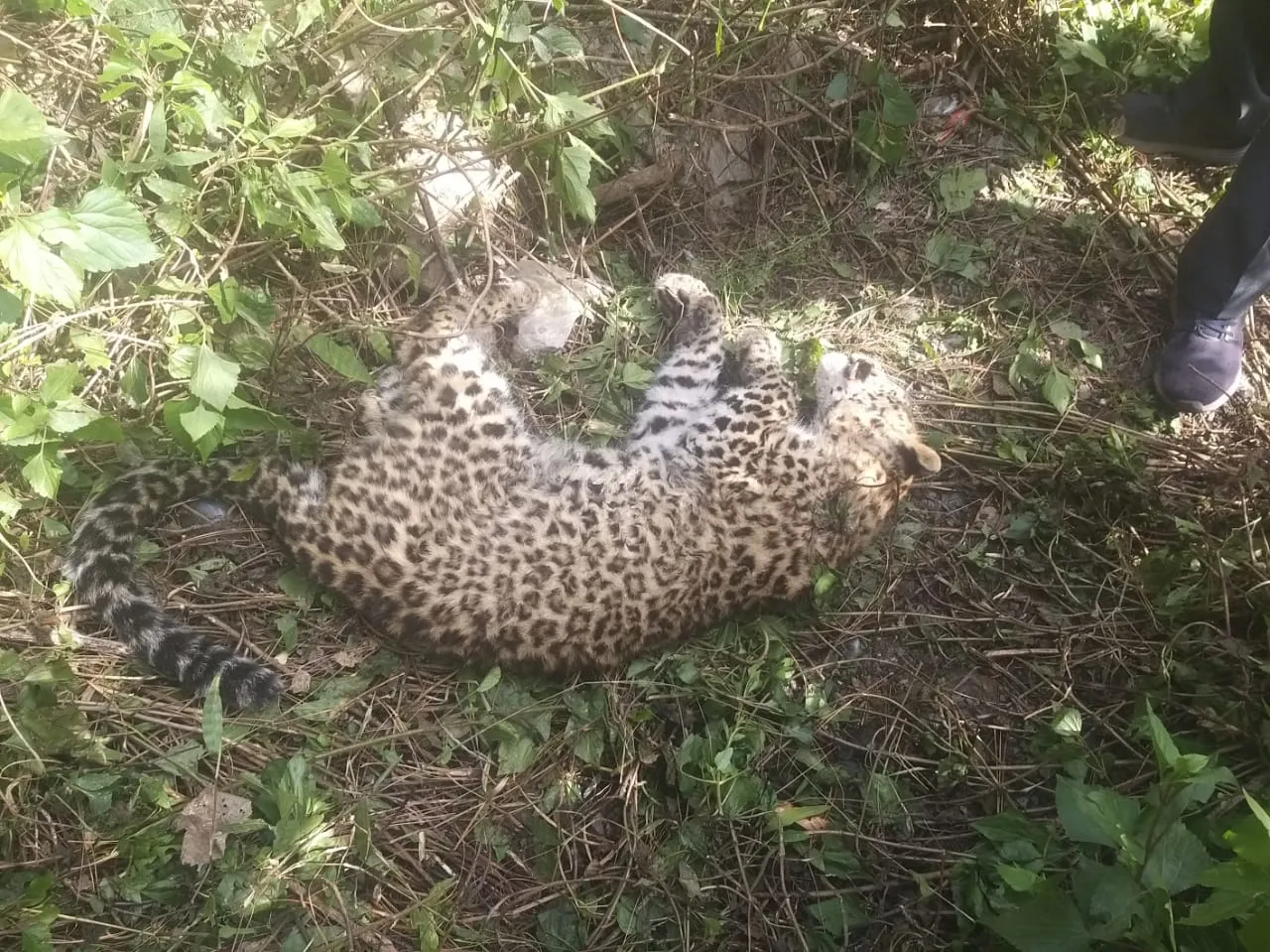 नैनीताल: गुलदार का शव मिलने से मचा हड़कंप