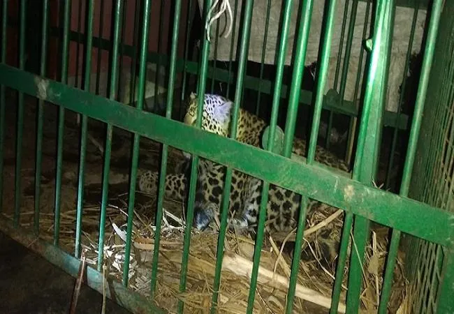 बिजनौर : पालतू कुत्ते का पीछा करते हुए घर में घुसा तेंदुआ, वन विभाग की टीम ने पकड़ा