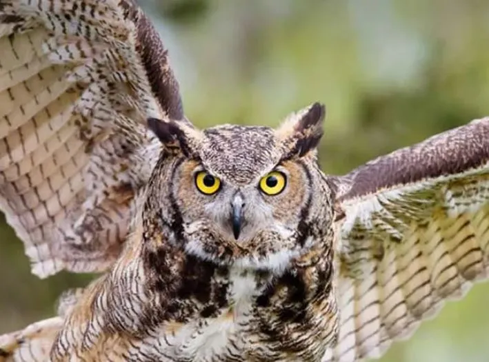 बरेली: चाइनीज मांझे में फंसा उल्लू, बचाने पहुंची वन विभाग की टीम, चढ़ गई जर्जर प्राचीन भवन में और…