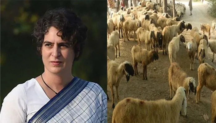 …जब प्रियंका गांधी के काफिले में घुस गया भेड़ों का झुंड