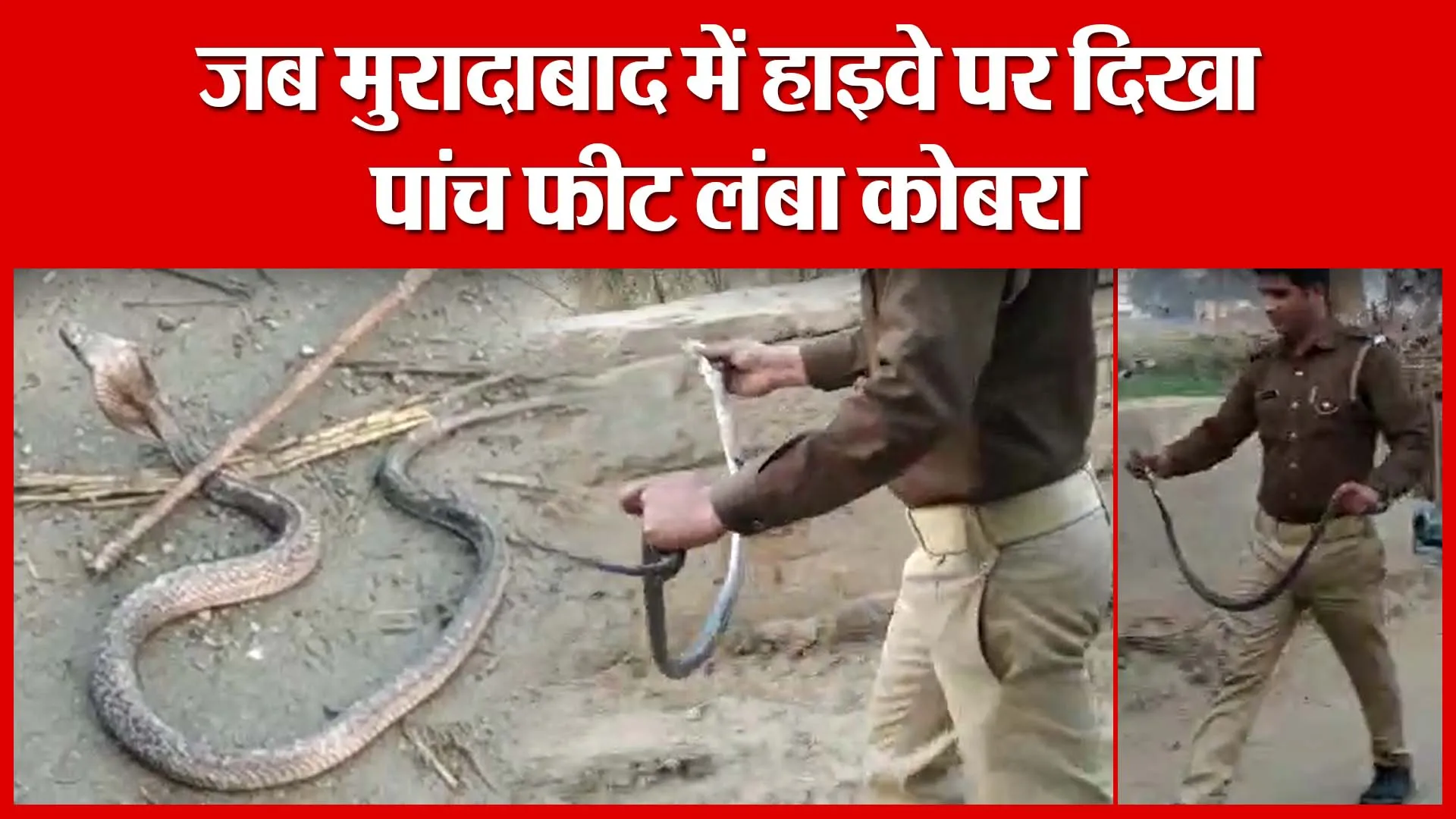 जब मुरादाबाद में हाइवे पर दिखा पांच फीट लंबा कोबरा | Amritvichar
