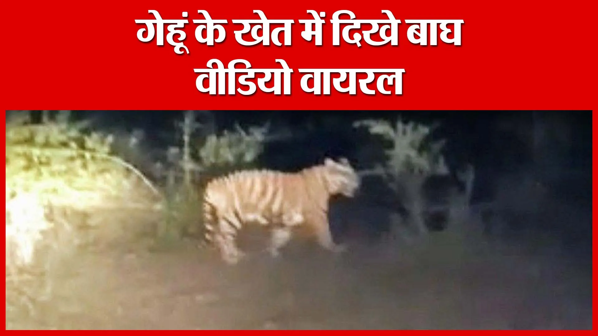 Shahjahanpur: गेहूं के खेत में दिखे बाघ, वीडियो वायरल | Amritvichar
