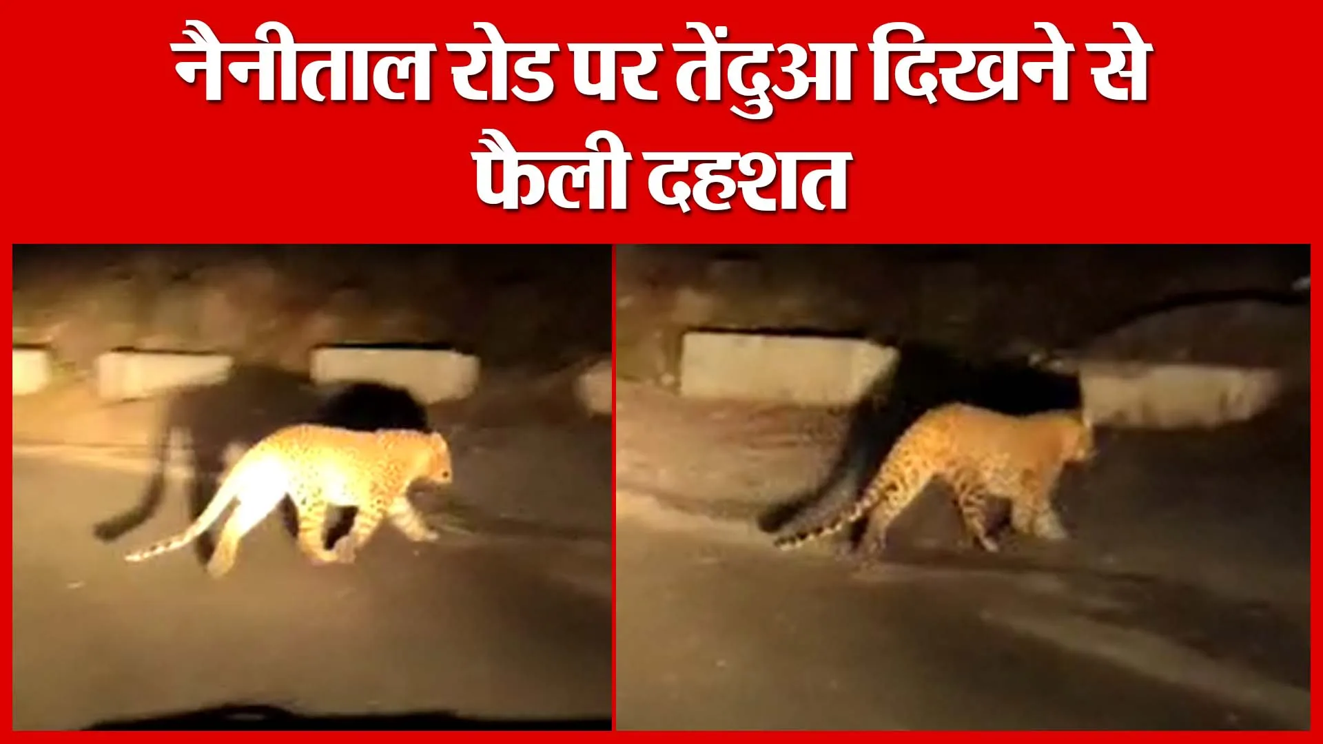 नैनीताल रोड पर तेंदुआ दिखने से फैली दहशत | Amritvichar