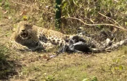 बनबसा: आर्मी के फायरिंग रेंज के पास तारबाड़ में फंसा तेंदुआ, वन विभाग ने किया रेस्क्यू