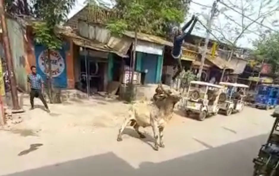 बरेली: बाजार जा रहे हैं तो हो जाएं सावधान! कहीं सांड़ का ना बन जाएं शिकार, बुजुर्ग को सींगों में फंसाकर हवा में उछाला