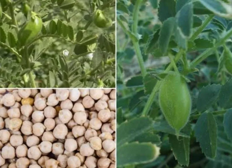 अयोध्या: कृषि विश्वविद्यालय ने मटर, चना और धान की नई प्रजाति की विकसित