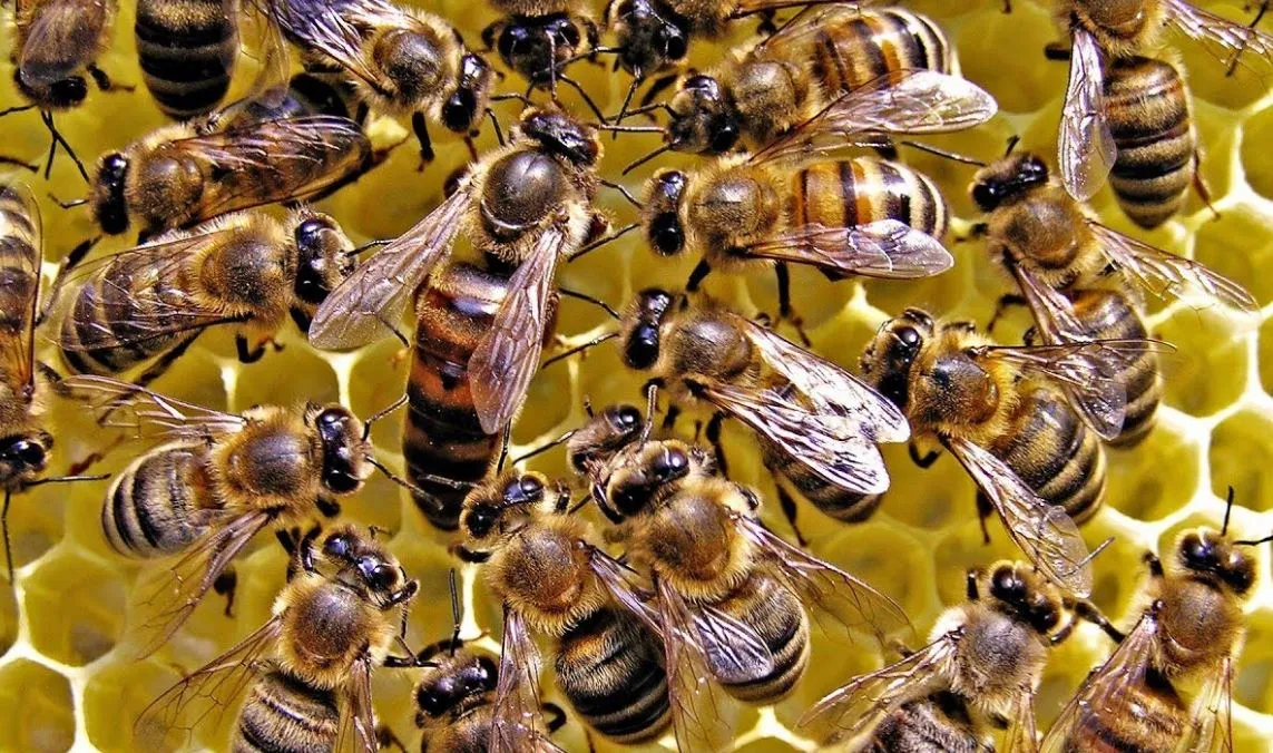 शिवनेरी किले में मधुमक्खियों का हमला, 60 लोग घायल