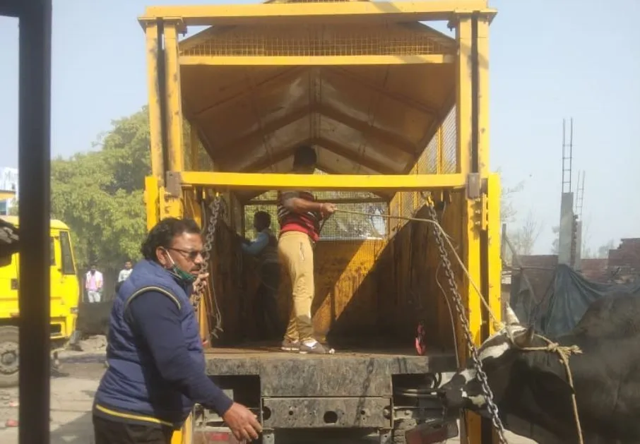 बरेली: छुट्टा पशुओं की धरपकड़ का अभियान शुरू