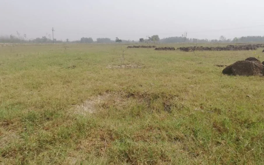 बरेली: 11 हजार पौधे लगाकर भूला विभाग, कुछ सूखे कुछ जानवर खा गए