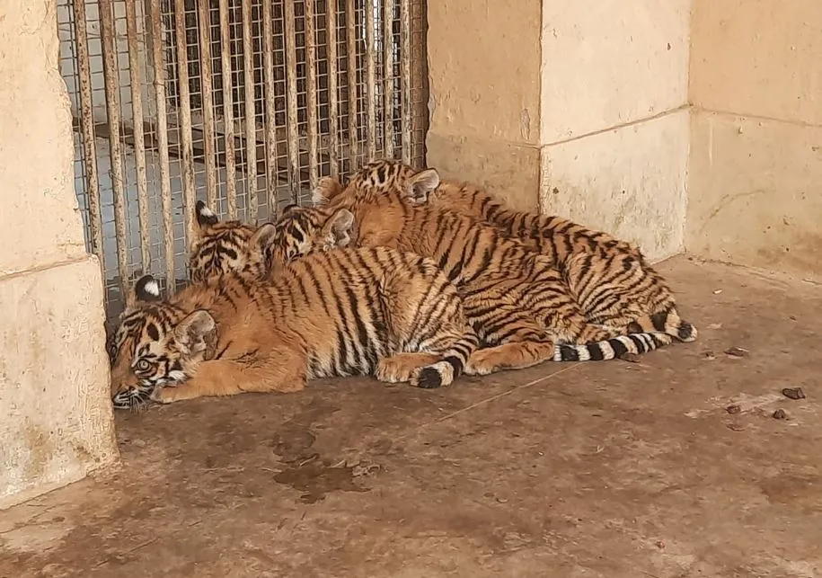 लखनऊ: दर्शक रखेंगे चार शावकों के नाम, इस तरह से ऑनलाइन भेज सकते हैं सुझाव