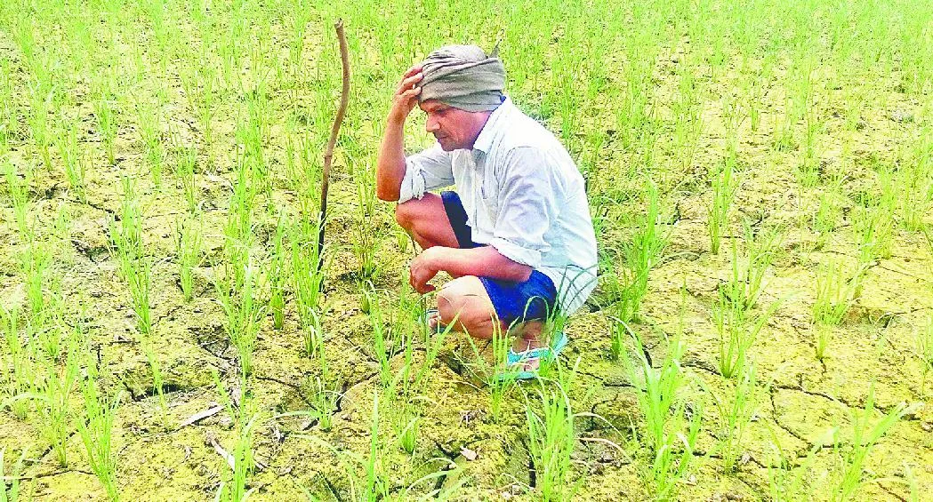 गरमपानी: बारिश न होने से किसानों की बढ़ी मुश्किलें, लाखों की फसल बर्बाद