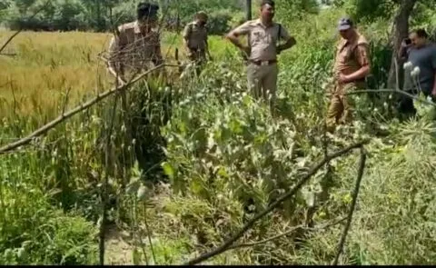 रुद्रपुर: शराब माफियों को पकड़ने गई पुलिस के हाथ लगी अवैध अफीम की खेती