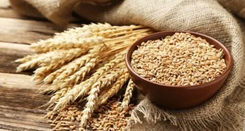 हल्द्वानी: खाद्य मंत्री बंशीधर भगत बोले किसान सरकारी केंद्रों में ही बेचें गेहूं
