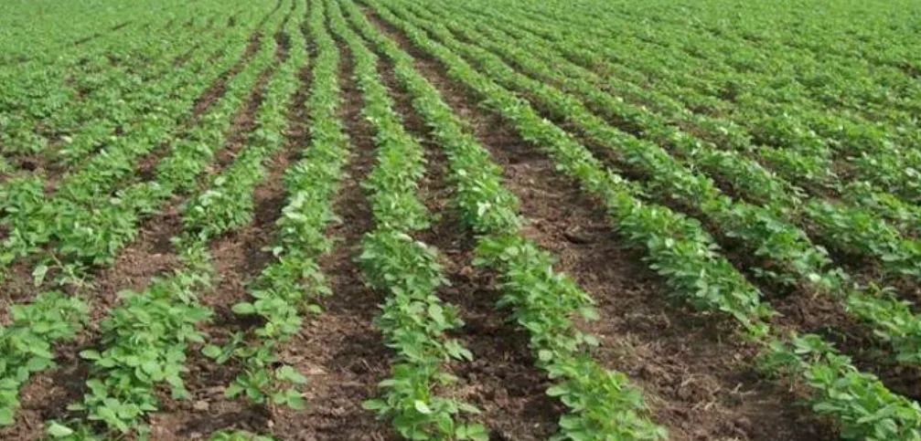 अमेठी: यह समय है बेहद खास, उड़द-मूंग की खेती दिलाएगी लाभ