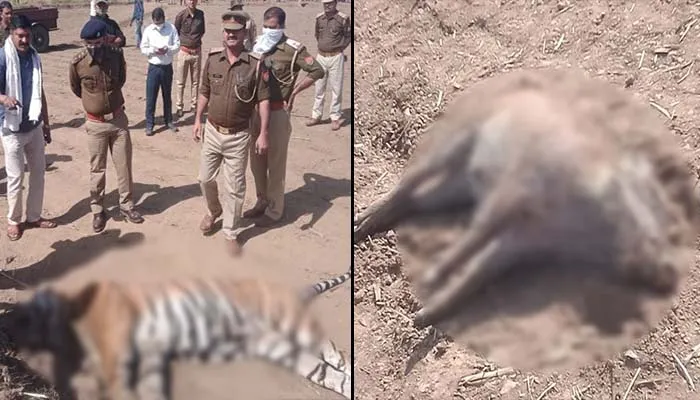 लखीमपुर खीरी: करंट लगने से बाघ और जंगली सुअर की मौत, शिकारियों के तार बिछाने की आंशका