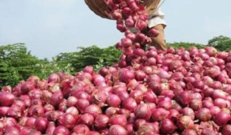 बरेली: प्याज उगाएं, नि:शुल्क बीज भी पाएं किसान