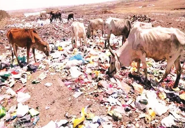 मुरादाबाद: जरा सी लापरवाही ले सकती है बेजुबानों की जान