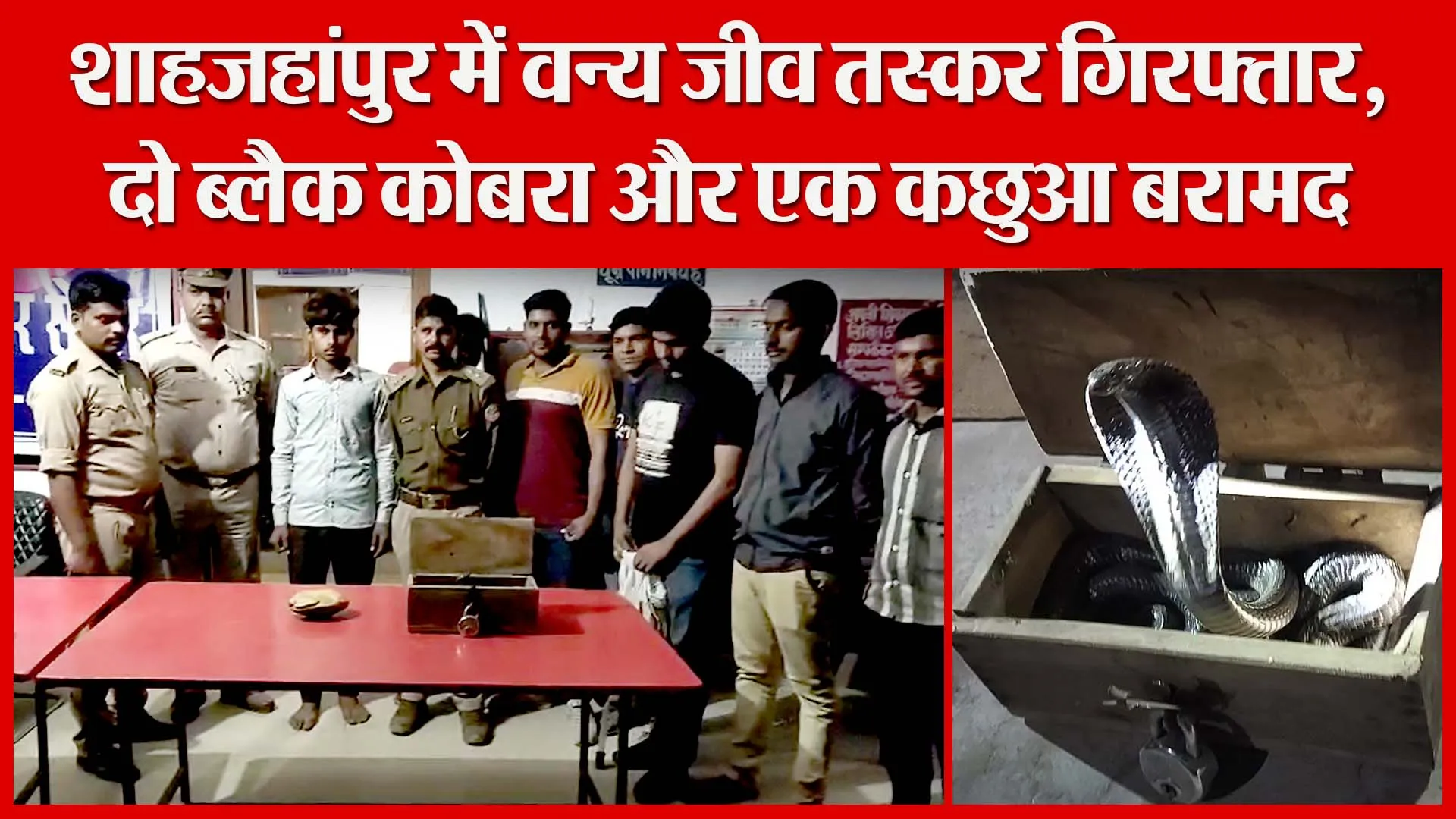 शाहजहांपुर में वन्य जीव तस्कर गिरफ्तार,  दो ब्लैक कोबरा और एक कछुआ बरामद | Amritvichar