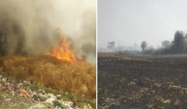 रामपुर: कूड़े के ढेर से उठी चिंगारी से साढ़े तीन एकड़ गेहूं की फसल जलकर राख
