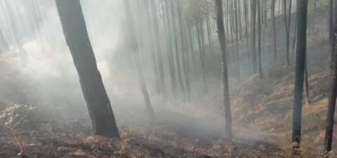 अंतर्राष्ट्रीय वन दिवस विशेष: सुलगते पहाड़ों के साथ सुलगते सवाल…