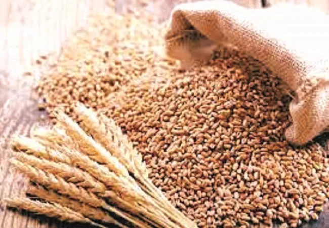 मुरादाबाद: एमएसपी पर एक अप्रैल से खरीदी जायेगी गेहूं