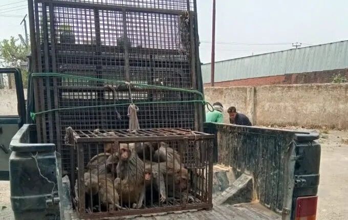 हल्द्वानी: मथुरा से आए विशेषज्ञों ने गौलापार से पकड़े सौ से ज्यादा बंदर
