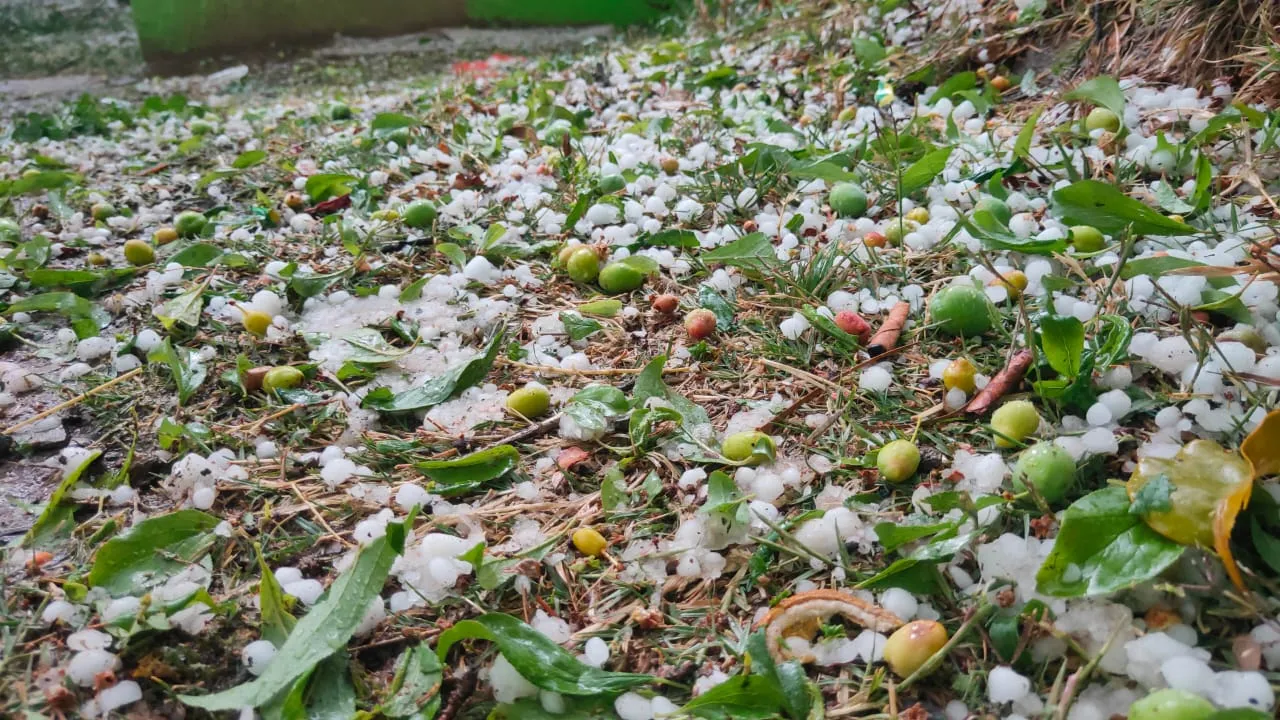 हल्द्वानी: आधा घंटे ताबड़तोड़ बरसे ओलों से फलों को नुकसान