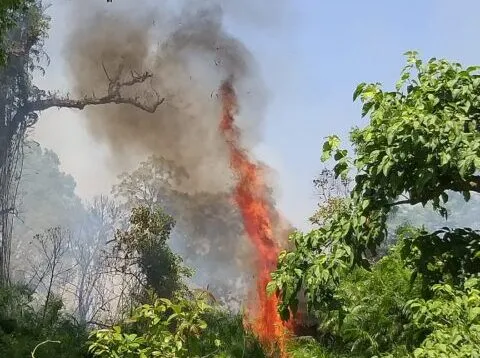 बनबसा: जंगल में लगी भीषण आग, वन कर्मियों ने कड़ी मशक्कत के बाद आग पर पाया काबू